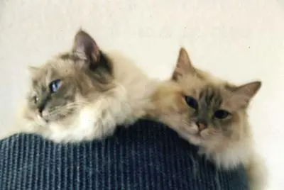 Andachtsbild von Uschi mit Seelenkatzen Jojo und Merlin