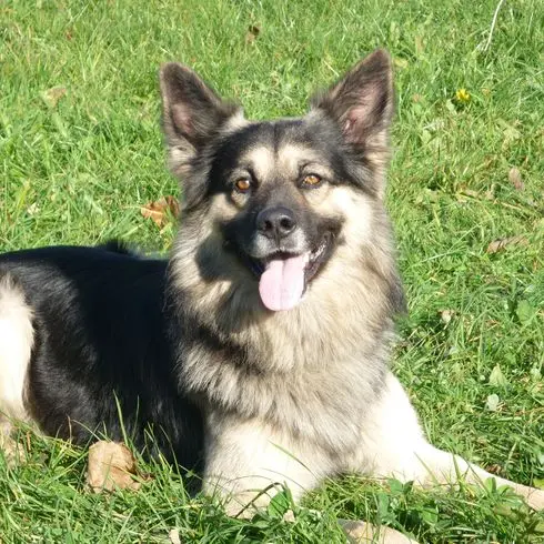 Andachtsbild von Susanne mit Rusty im Herzen