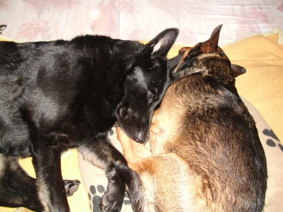 Bild von Lila