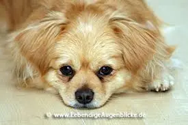 Condolence image of Holger Kenzler