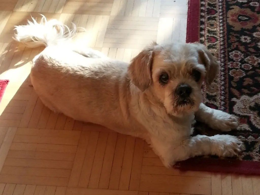 Condolence image of Marika mit Balou und Hippo im Herzen