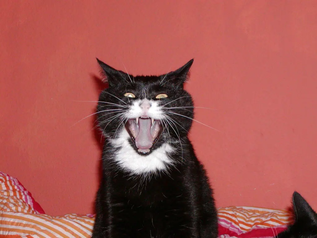 Image from Spooky