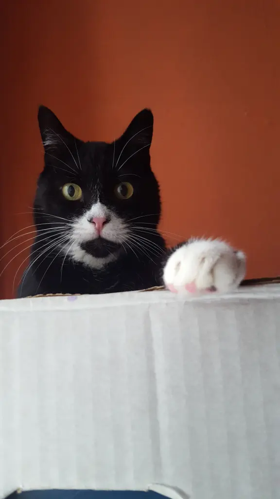Image from Spooky