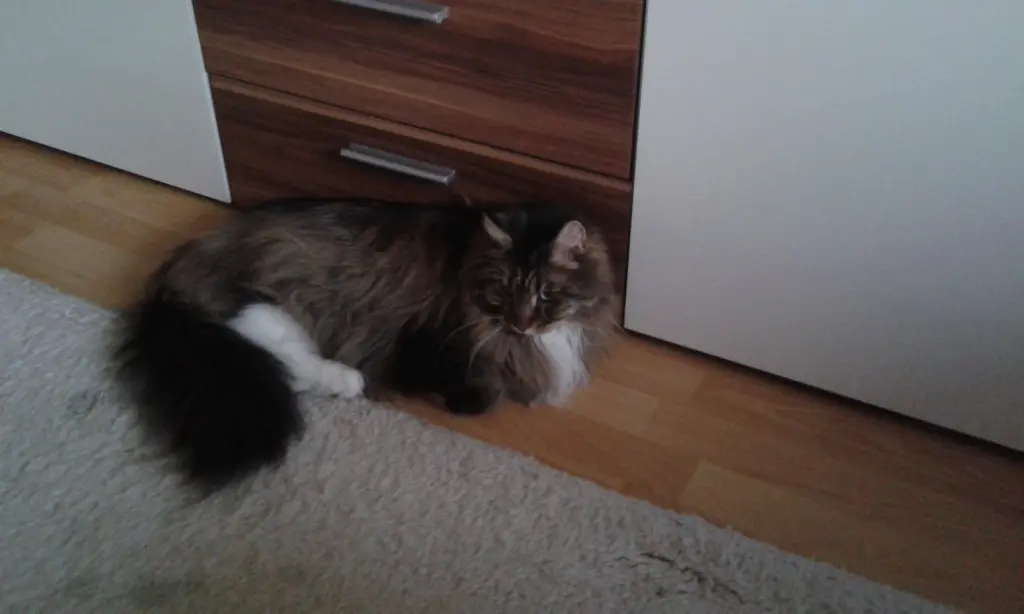 Image from Teddy