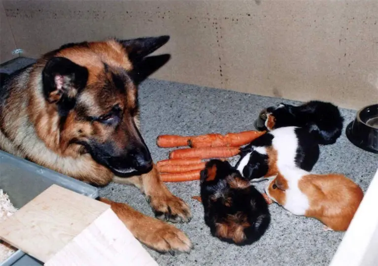 Bild von Rusty´s Familie: Gismo, Anna, Simon, Keks, Lilly-Fee, Speedy-Gonzales