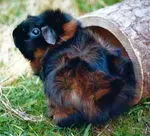 Bild von Rusty´s Familie: Gismo, Anna, Simon, Keks, Lilly-Fee, Speedy-Gonzales