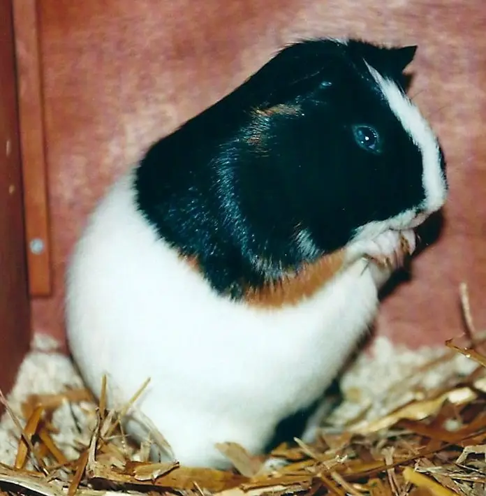 Bild von Rusty´s Familie: Gismo, Anna, Simon, Keks, Lilly-Fee, Speedy-Gonzales