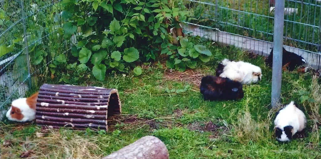 Bild von Rusty´s Familie: Gismo, Anna, Simon, Keks, Lilly-Fee, Speedy-Gonzales