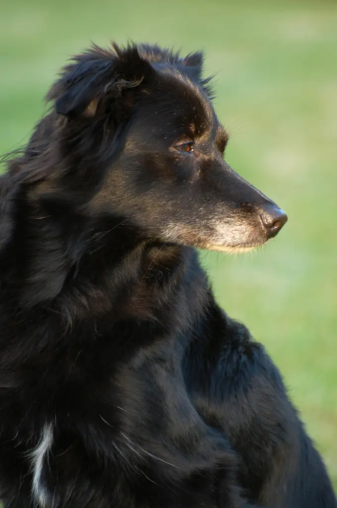 Condolence image of Sonja mit Luna im Herzen