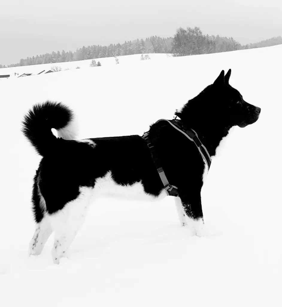 Image from Flecki