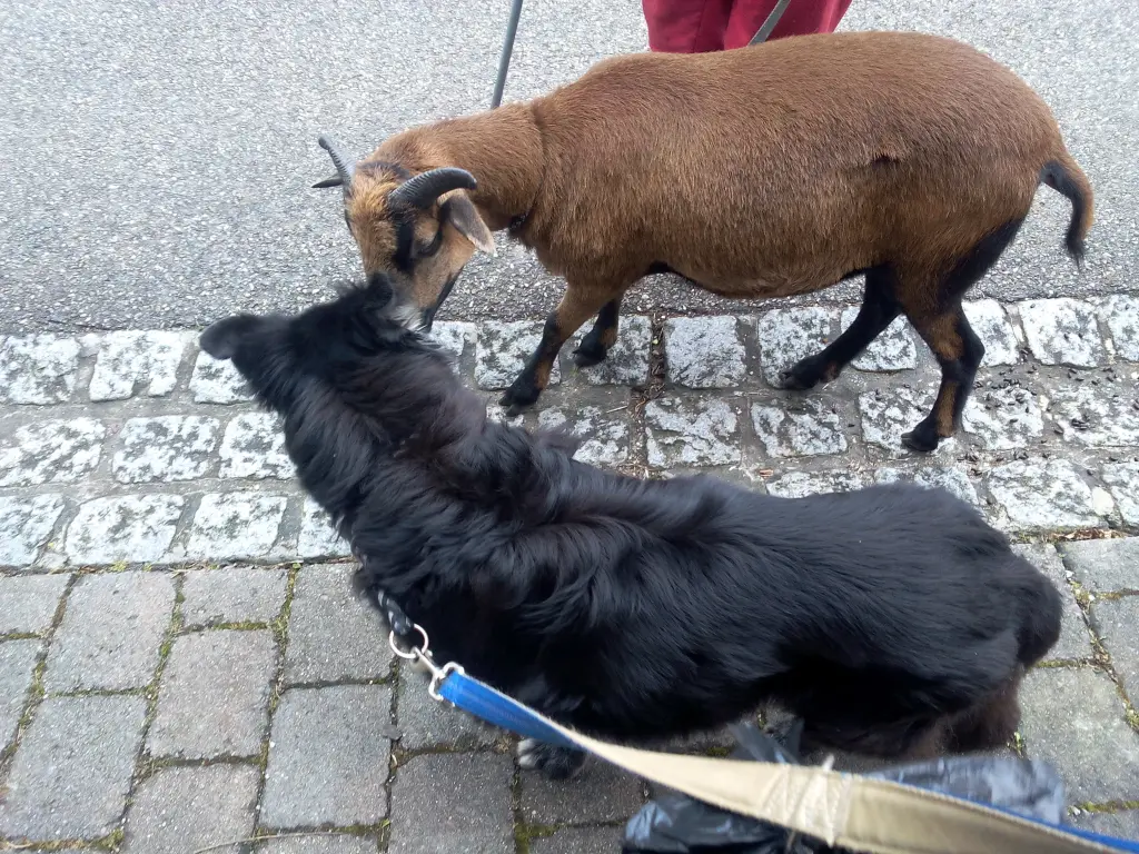 Image from Inka