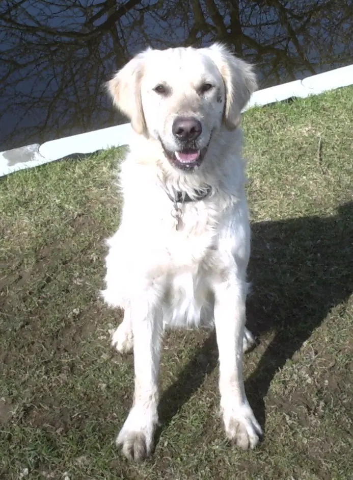 Image from Balou