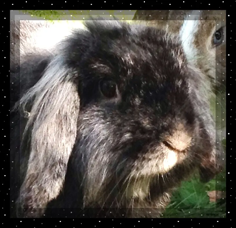 Image from Luna