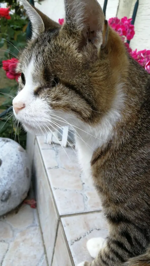 Condolence image of Elke mit Seelenkater Pico