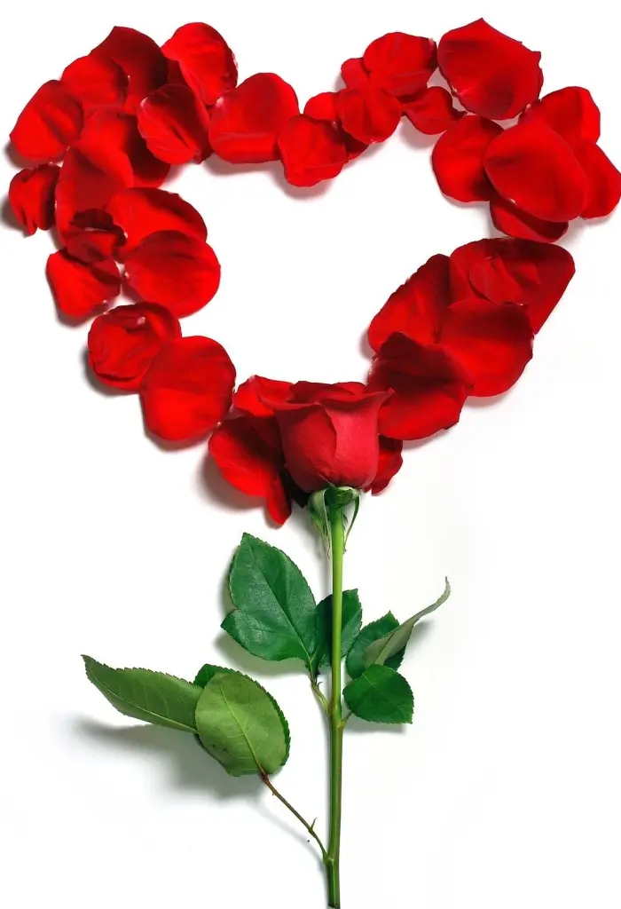 Condolence image of Jogi