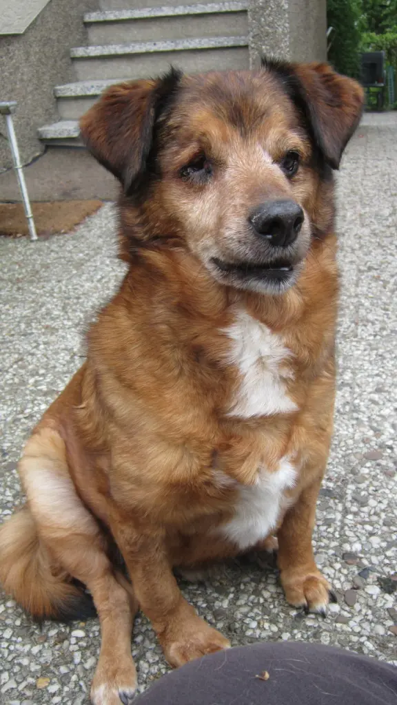 Condolence image of Jogi