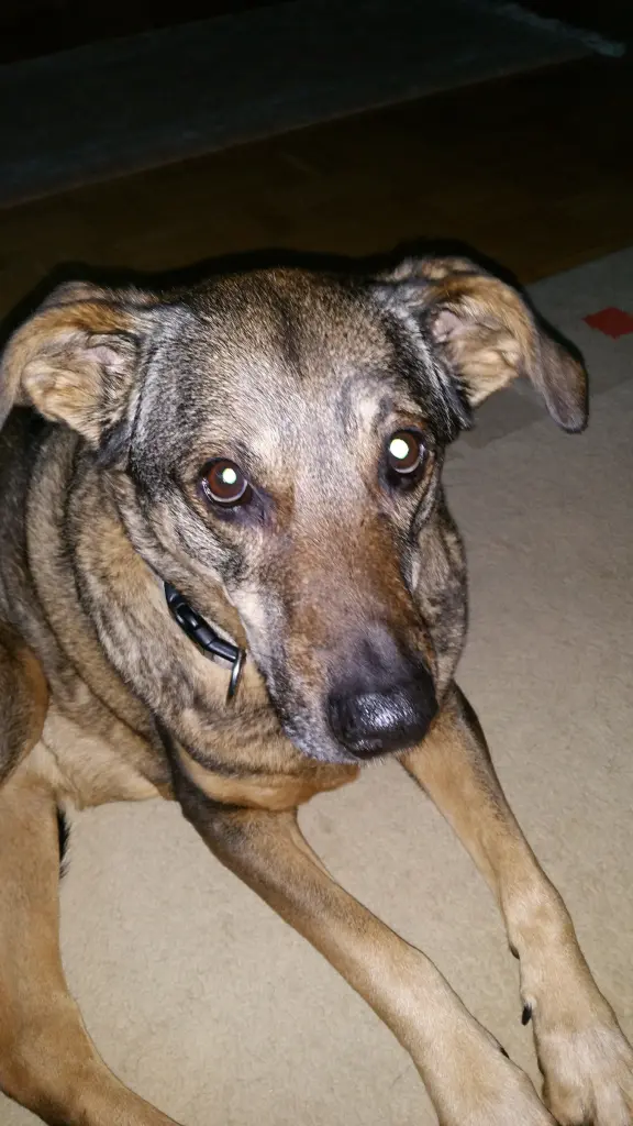 Image from Lola