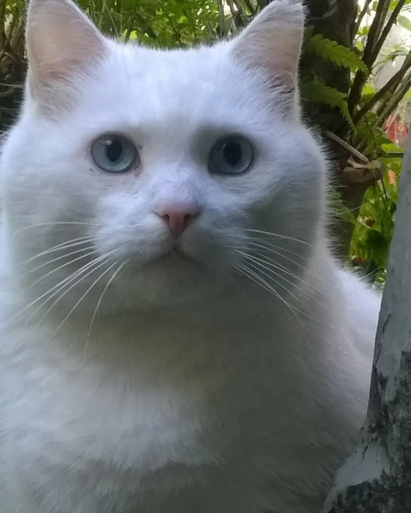 Image from Whitey