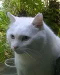 Image from Whitey
