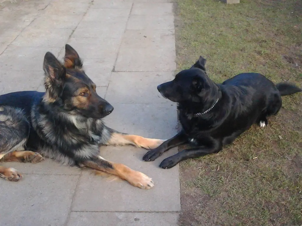 Image from Bollo