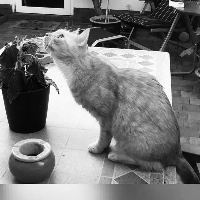 Image from Lucky
