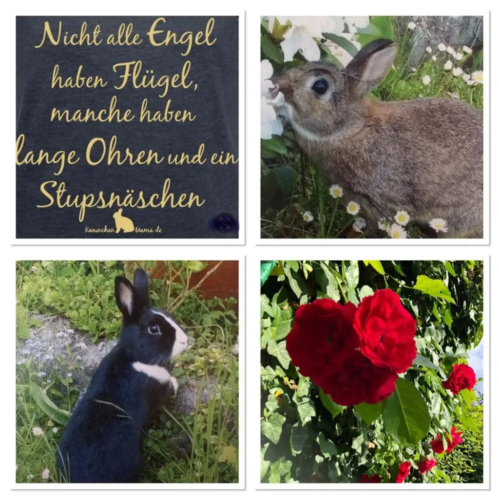 Condolence image of Eine Rose für Betty 