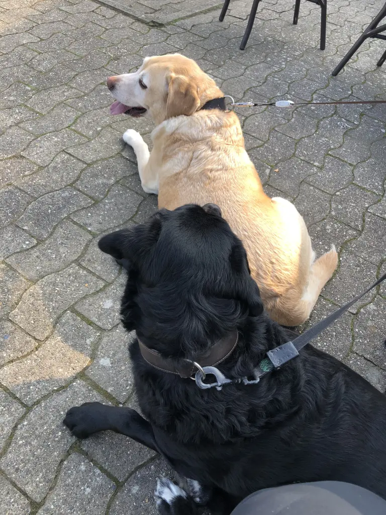 Condolence image of Rosi & Olli mit Kessy & Timmy