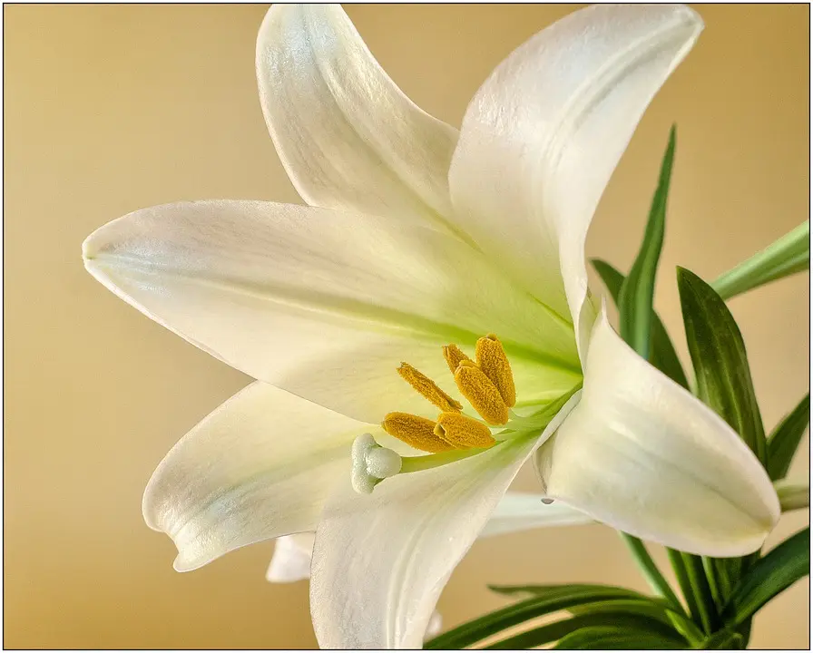Condolence image of Angelika