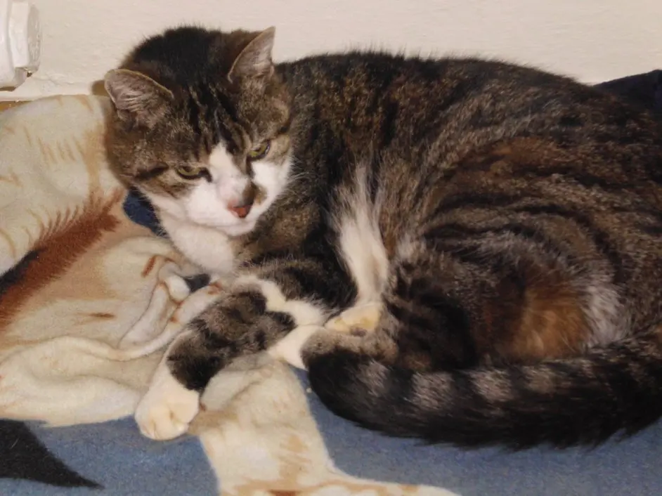 Condolence image of Angelika