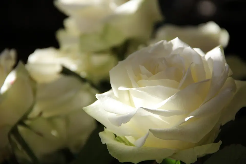Condolence image of Angelika