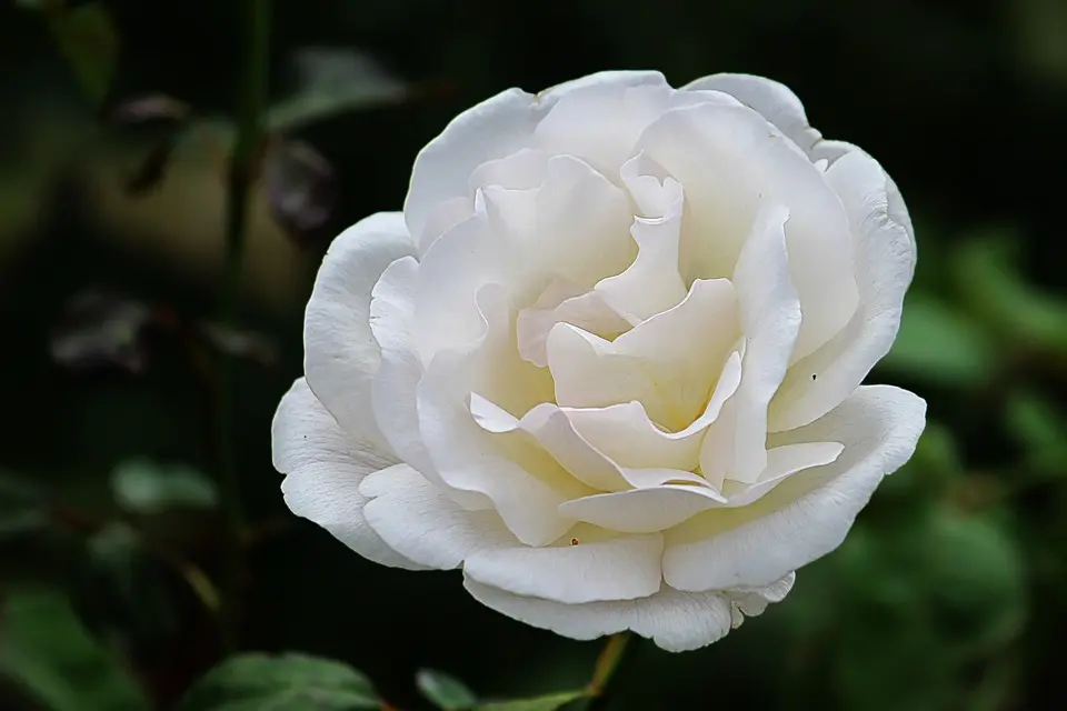 Condolence image of Angelika