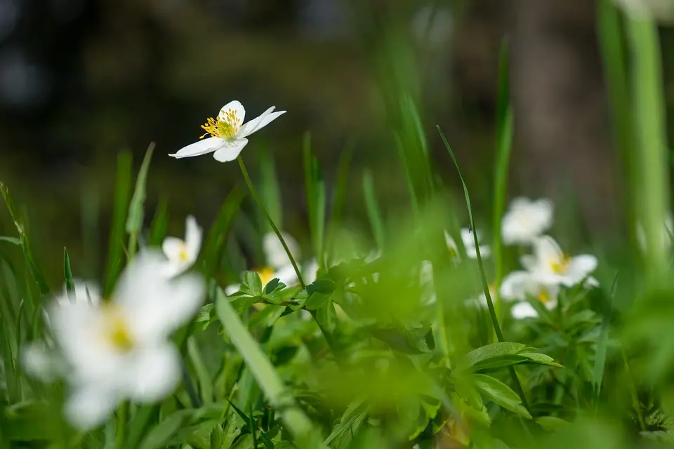 Condolence image of Angelika