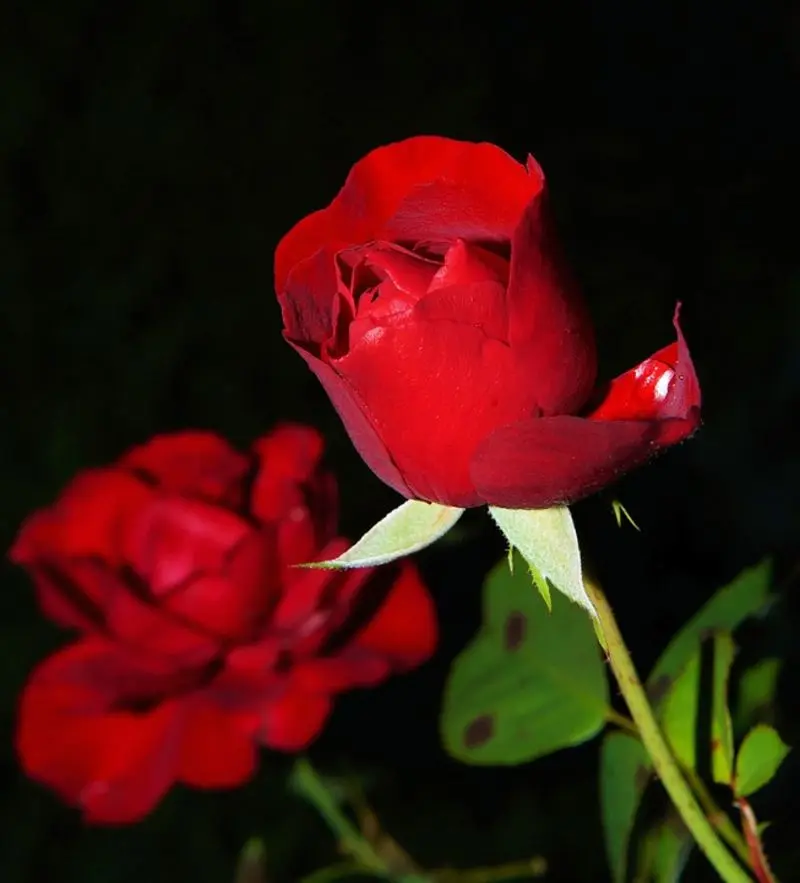 Condolence image of Angelika , die Dich unendlich vermisst