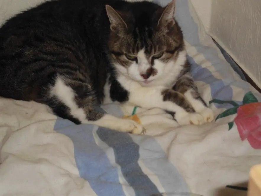 Condolence image of Cleo`s Mama