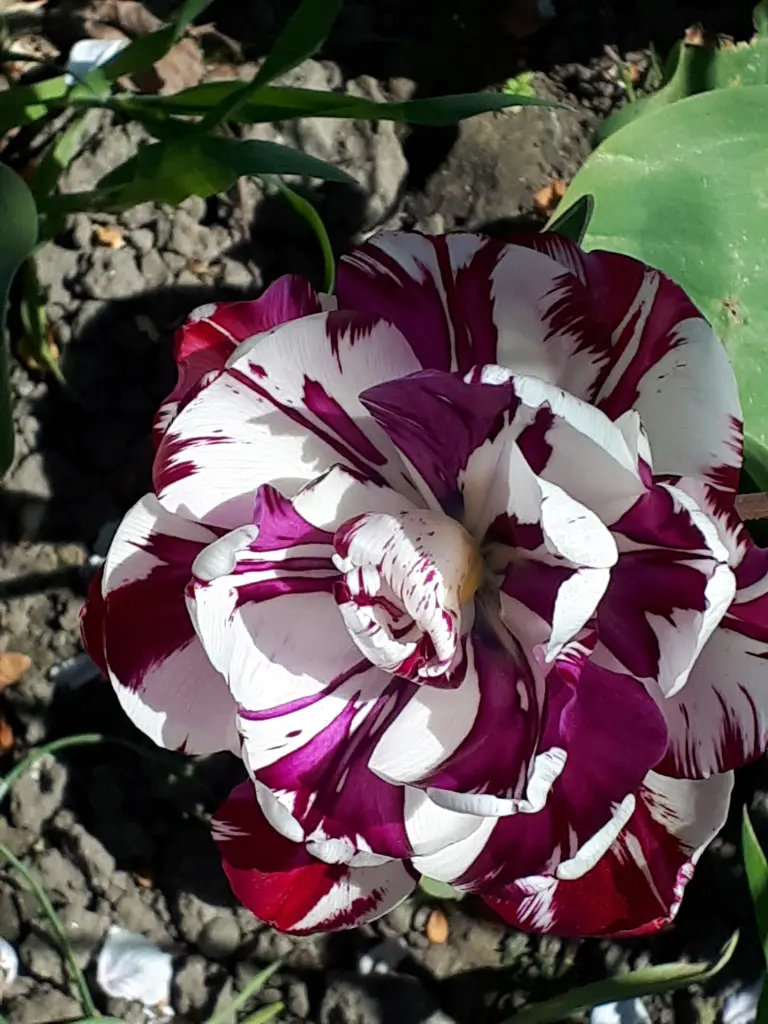 Condolence image of Deine Mama