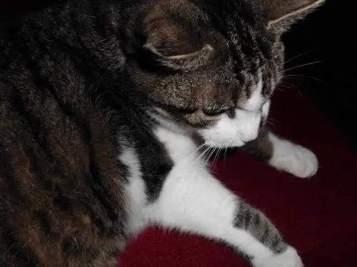 Image from Cleo