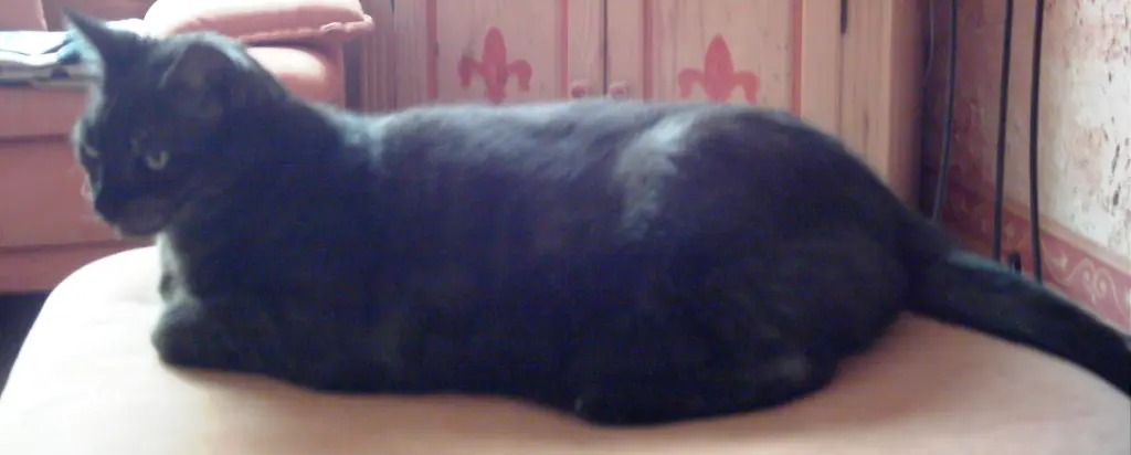 Condolence image of deiner Ilse