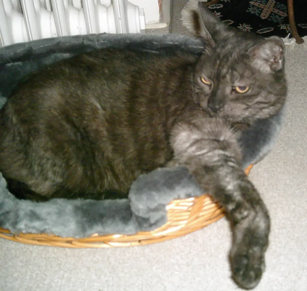 Condolence image of deiner Ilse in Liebe