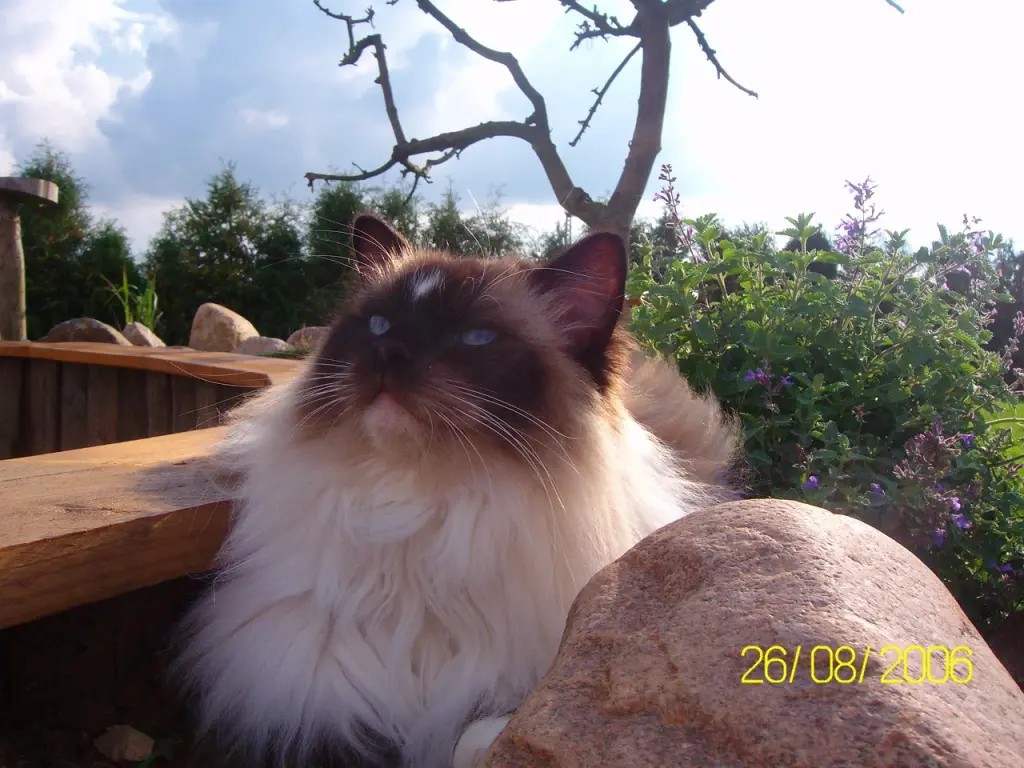 Image from Inessa