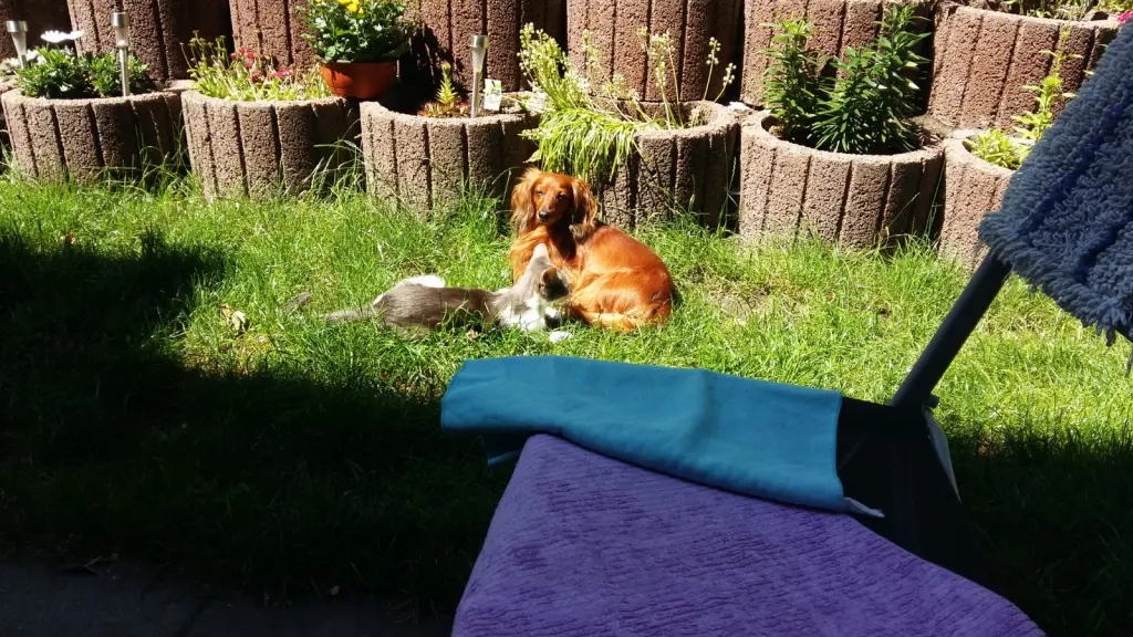 Image from Teddy