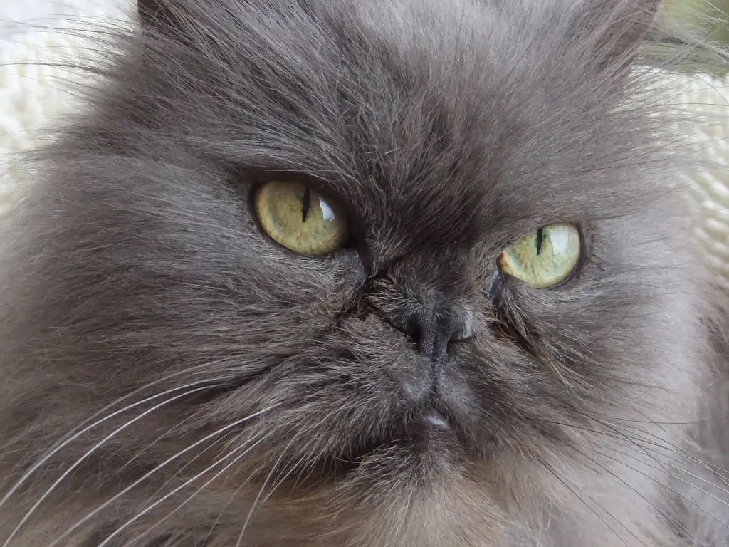 Condolence image of Siggi