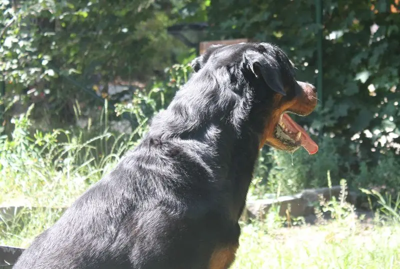 Condolence image of Anke