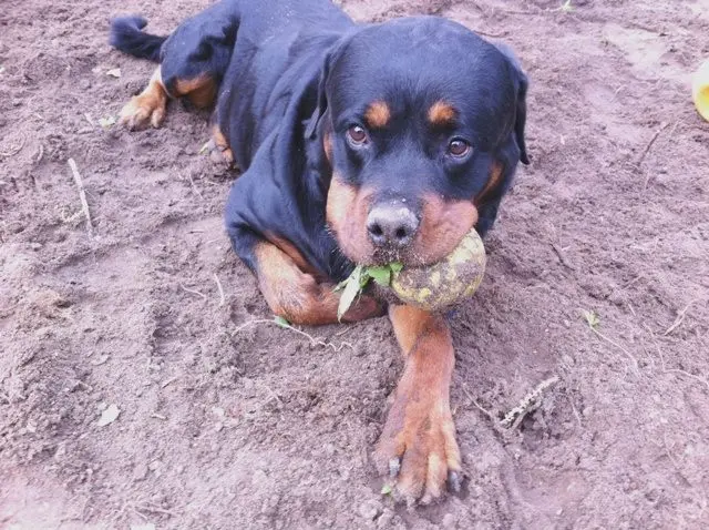 Condolence image of Anke