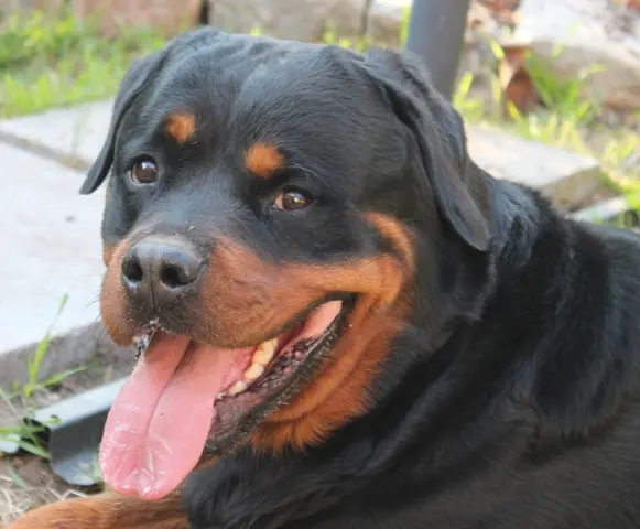 Condolence image of Anke