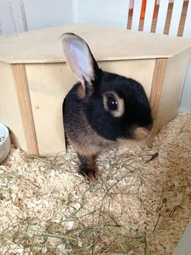 Image from Schnüffi