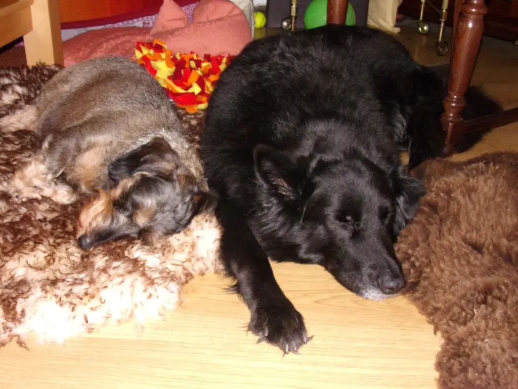 Condolence image of Sabine mit Assi u. Alma im Herzen