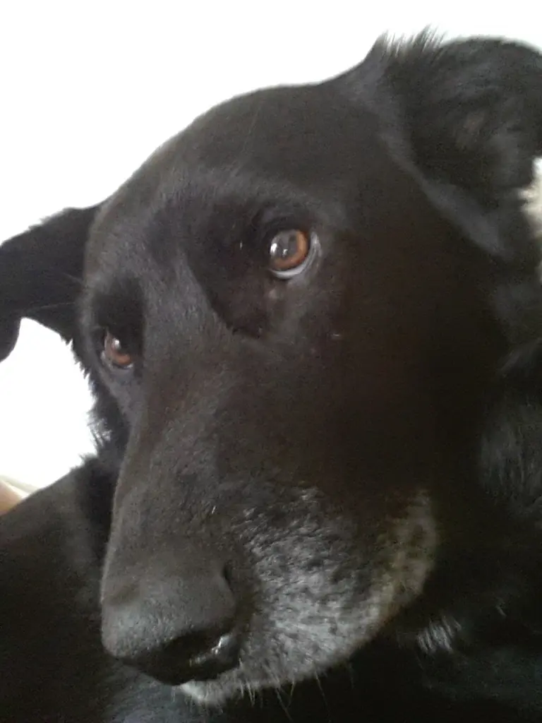 Image from Bollo
