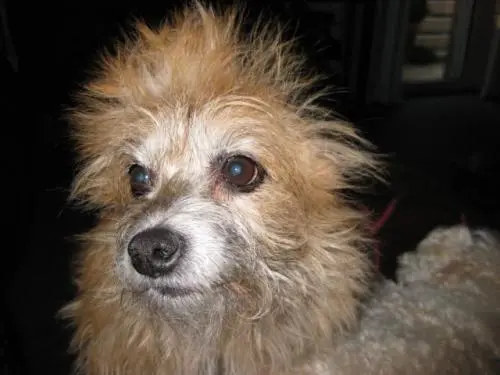 Image from Gismo