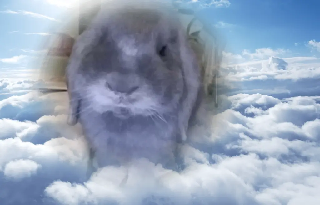 Condolence image of Steffi