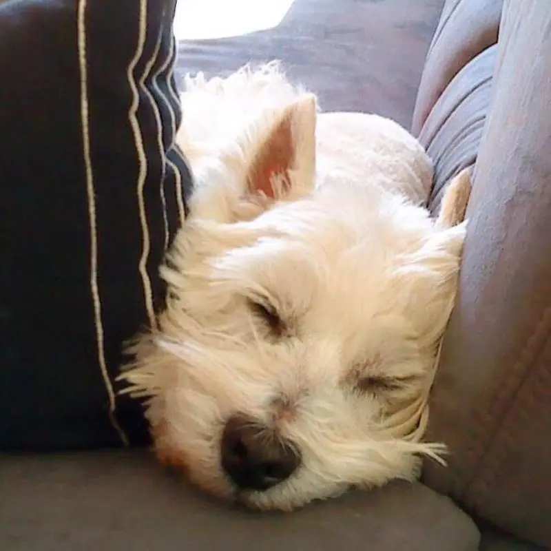 Andachtsbild von Sandra